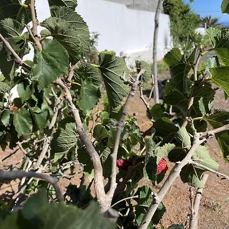 Willa Casa Palmeral *