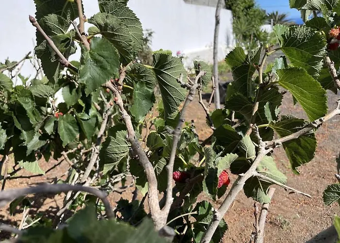 וילה Casa Palmeral *